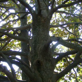 Magnolia branch structure