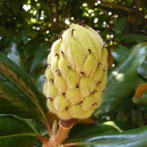 Magnolia cone