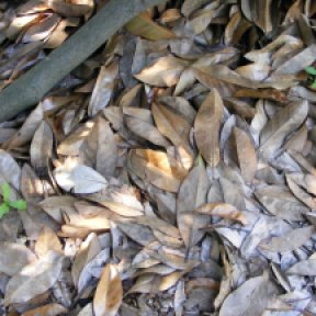 Magnolia leaves on the ground